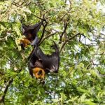 Giant Fruit Bat On Tree Stock Photo