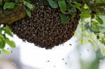 Swarm Of Bees In Tree Stock Photo