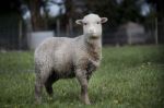 Curious Sheep Stock Photo