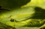 European Grasshopper (tettigonia Viridissima) Stock Photo
