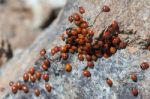 A Swarm Of Ladybirds (coccinellidae) Stock Photo