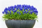 Grey Metal Flower Box With Blue Grape Hyacinths Stock Photo