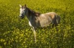 White Horse On A Landscape Field Of Yellow Flowers Stock Photo