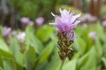 Purple Siam Tulip Flower Stock Photo