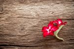 Azalea Flowers On Texture Of Bark Wood Use As Natural Background Stock Photo