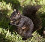 Beautiful Background With A Black Squirrel Stock Photo