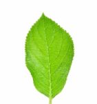 Green Leaf Isolated On A White Background Stock Photo