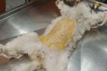 Shaved Dog Under Anesthesia Stock Photo