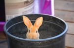 Bunny Peeking Out Of Bucket Stock Photo