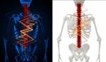 3d Rendering Skeleton Of The Man With The Backache Stock Photo