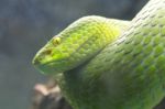 Green Snake Stock Photo