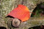 Close-up Acer Rufinerve Snake-bark Maple Leaf Stock Photo