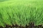 Rice Seedlings In The Rice Farm Stock Photo