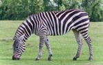Isolated Photo Of A Zebra Eating The Grass Stock Photo