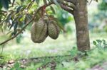 Fresh Durian On Tree Stock Photo