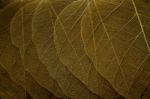 Dry Leaf Background Stock Photo