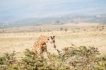 Giraffe In Serengeti Stock Photo