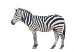 Zebra Isolated Stock Photo