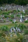 Penguin Colony Stock Photo