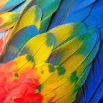 Scarlet Macaw Feathers Stock Photo