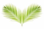 Palm Leaf Isolated On White Background Stock Photo