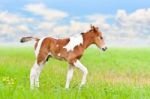 Horse Foal Walking In Green Grass Stock Photo