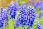 Blue Grape Hyacinths Stock Photo