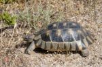 Sardinian Marginated Tortoise (testudo Marginata) Stock Photo