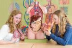 Two Female Students Study Human Organs In Biology Lesson Stock Photo