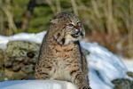 Bobcat Snarling Stock Photo