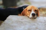 Beagle Dog Sleeps On The Footpath Stock Photo