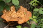 Large Bracket Fungus (inonotus Dryadeus) Stock Photo