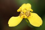 Yellow Fan Iris Stock Photo