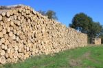 Firewood Stock Photo