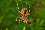 Spider With Prey Stock Photo