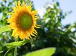 Sunflowers Blooming Against A Bright Sky, Unseen Thailand Flowers.  Stock Photo