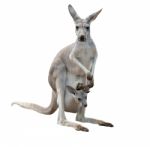 Gray Kangaroo With Joey Stock Photo