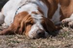 White And Brown Basset Dog Stock Photo