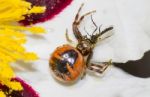Red Crab Spider Hunting Stock Photo