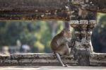 Long-tailed Macaque Monkey Sitting On Ancient Ruins Of Angkor Wa Stock Photo