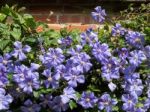Blue Clematis Growing Against A Brick Wall Stock Photo