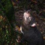 Tasmanian Devil Found During The Day In Tasmania Stock Photo