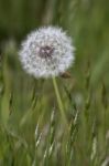 Close-up Of A Dandelion (taraxacum) Seed Head In A Field In Gods Stock Photo