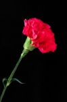 Single Red Carnation Against A Black Backgound Stock Photo