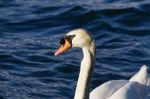 The Unsure Mute Swan Stock Photo