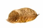 Dry Leaf With Pore Stock Photo