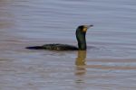 The Solely Cormorant Is Swimming Somewhere Stock Photo