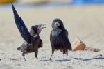 Crow In Something Convinces Another Crow Stock Photo