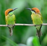 Little Green Bee-eater Stock Photo