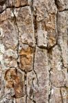 Tree Bark Texture Stock Photo